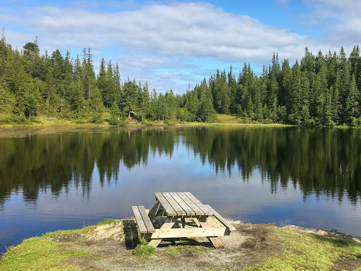 picnic table at the edge of a lake with trees in the backdrop